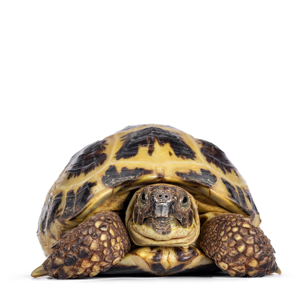 Greek Tortoise Care and Bioactive Maintenance