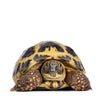 Greek Tortoise Care and Bioactive Maintenance