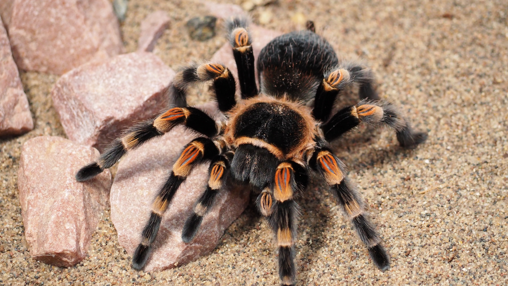 Mexican Red Knee Tarantula (Brachypelma hamorii) Caresheet and Bioactive Guide