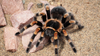 Mexican Red Knee Tarantula (Brachypelma hamorii) Caresheet and Bioactive Guide