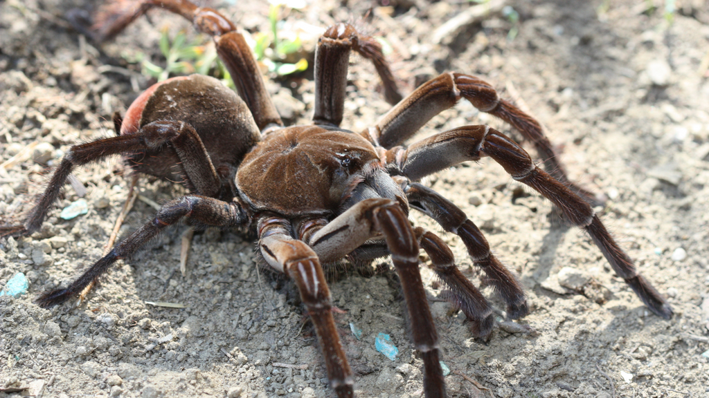 The Differences Between Spiders and Tarantulas