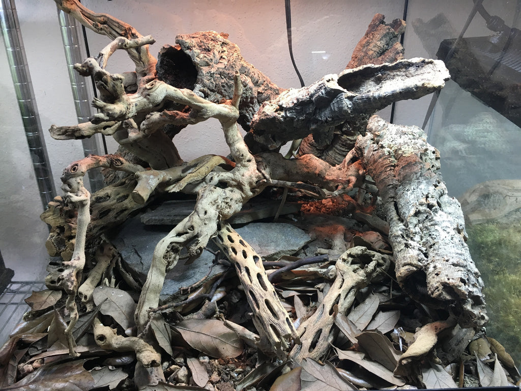 How do I create a Terra Sahara BioActive Vivarium?