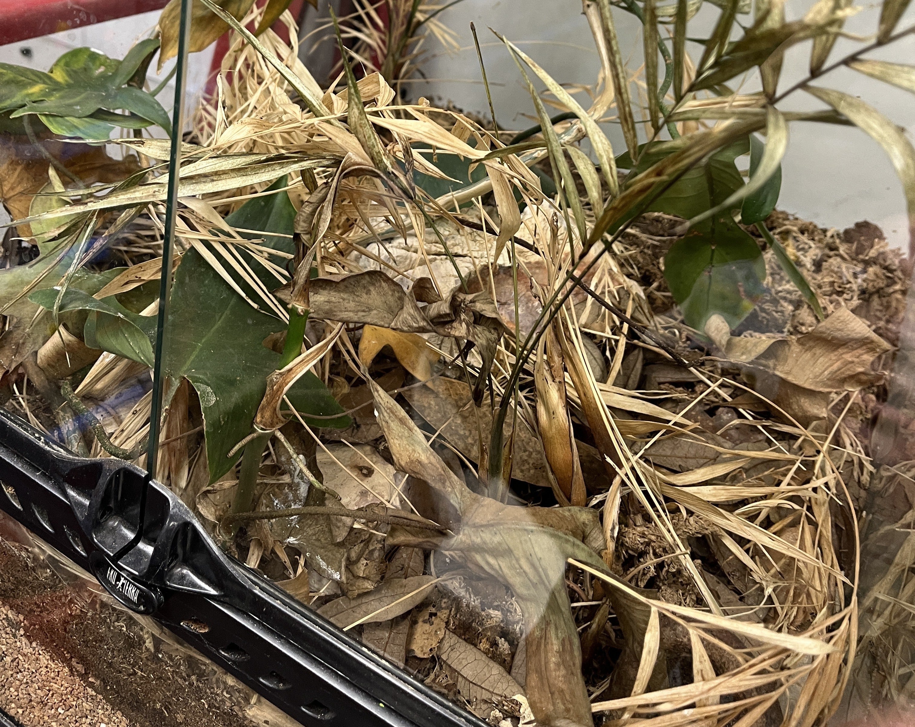 Is Your Bioactive Terrarium Crashing? Here's How to Tell — and Fix it