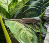 Crested Gecko Caresheet and Bioactive habitat maintenance
