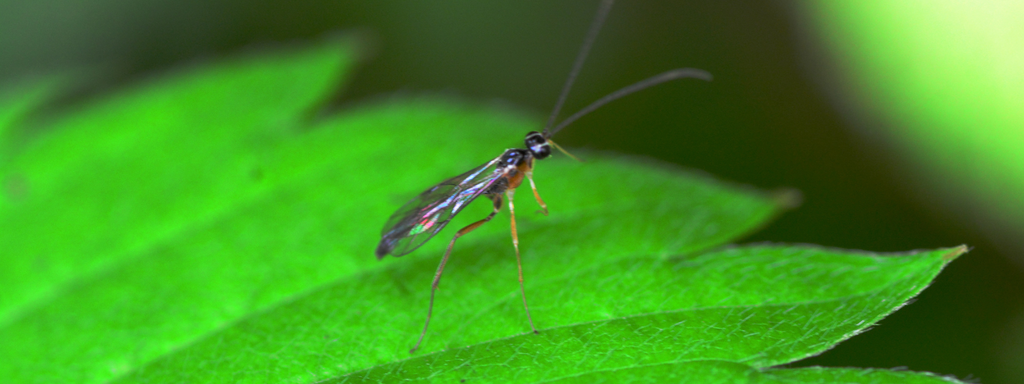 Eliminating Fungus Gnats from your bioactive terrarium