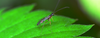 Eliminating Fungus Gnats from your bioactive terrarium