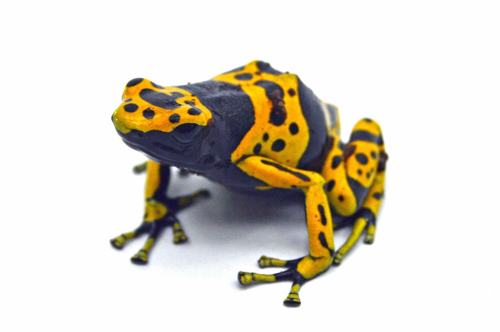 Poison Dart Frogs Caresheet and Bioactive terrarium maintenance