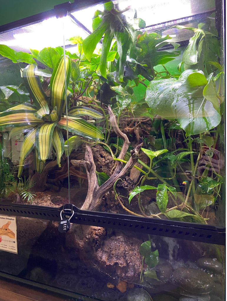 Paludarium and Water Feature Basics