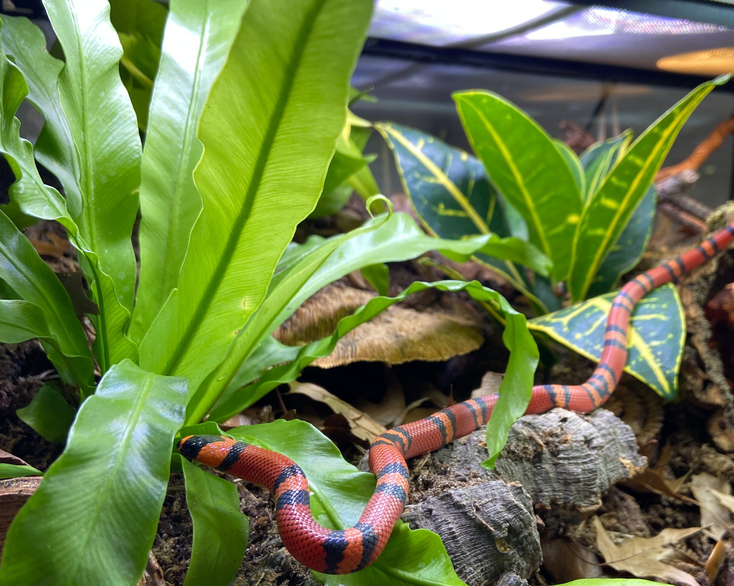 What should I expect as my bioactive terrarium progresses?