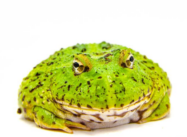 My Pacman frog enjoying her new hide