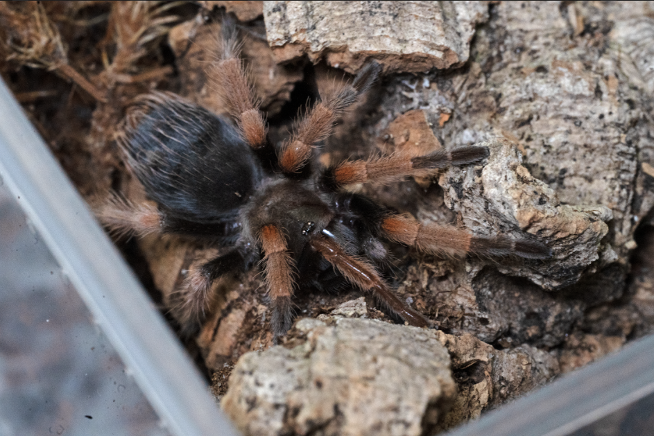 What to Know Before Getting Your First Tarantula