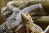 Bearded Dragon Caresheet and Bioactive Habitat Care