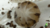 Dalmatian Isopod Care Sheet