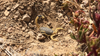 The Care and Maintenance of the Desert Hairy Scorpion (Hadrurus arizonensis)
