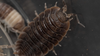 Giant Canyon Isopod Care Sheet