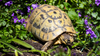 Hermann’s Tortoise Caresheet and Bioactive Habitat Maintenance