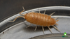 Powder Isopod Care Sheet
