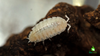 Dwarf White Isopod Care Sheet