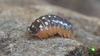 Clown Isopod Care Sheet