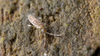 Wild Springtails in Bioactive Setups
