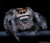 Regal Jumping Spider Caresheet and Bioactive Habitat Maintenance