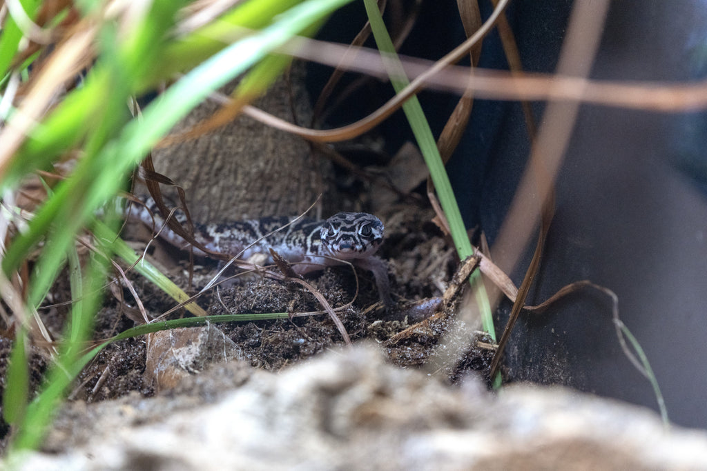Central American Banded Gecko Caresheet