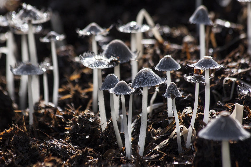 Fungi in Bioactive Setups: Should You Be Worried? đ