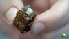 Panda King Isopod Care Sheet