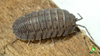 Peraccae Isopod Care Sheet