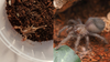 How to Feed Spiderlings and Scorplings