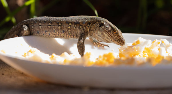 Feeding Carnivorous Reptiles The Right Food photo