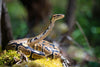 The problem with calling our pet reptiles a