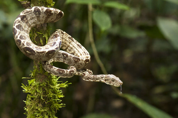 Amazon Tree Boa (Corallus hortulanus) Care Sheet  The Bio Dude