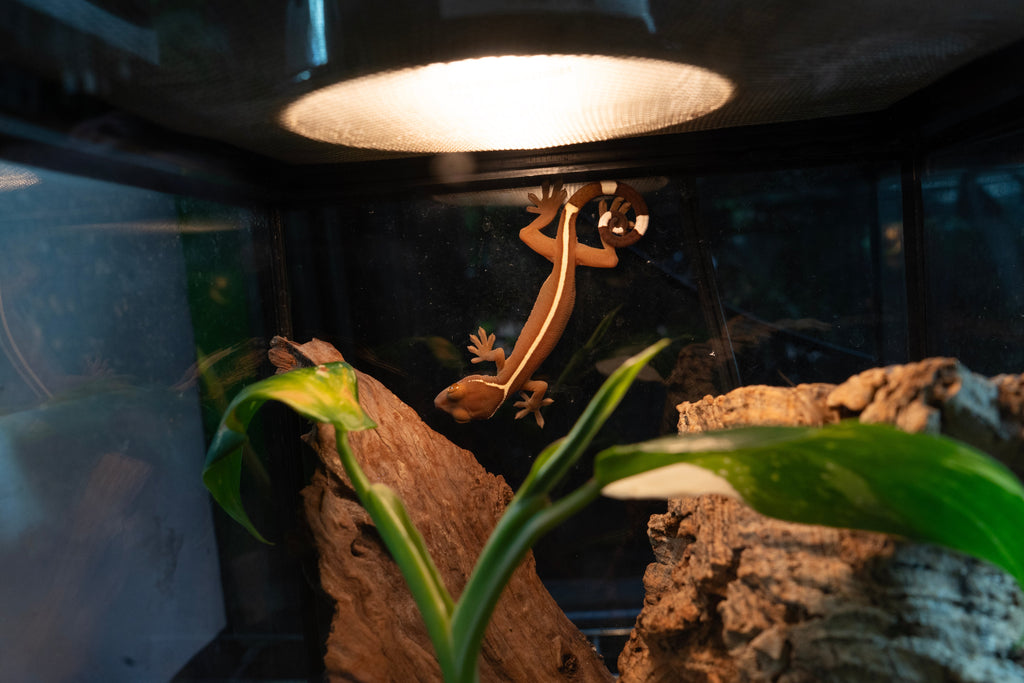 Skunk Gecko (Gecko Vittatus) Caresheet