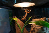 Skunk Gecko (Gekko Vittatus) Caresheet