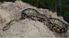 Spotted Python Caresheet and Bioactive Habitat Maintenance