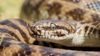 Stimson’s Python Caresheet and Bioactive Habitat Maintenance
