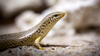 Ocellated Skink Caresheet and Bioactive Habitat Maintenance
