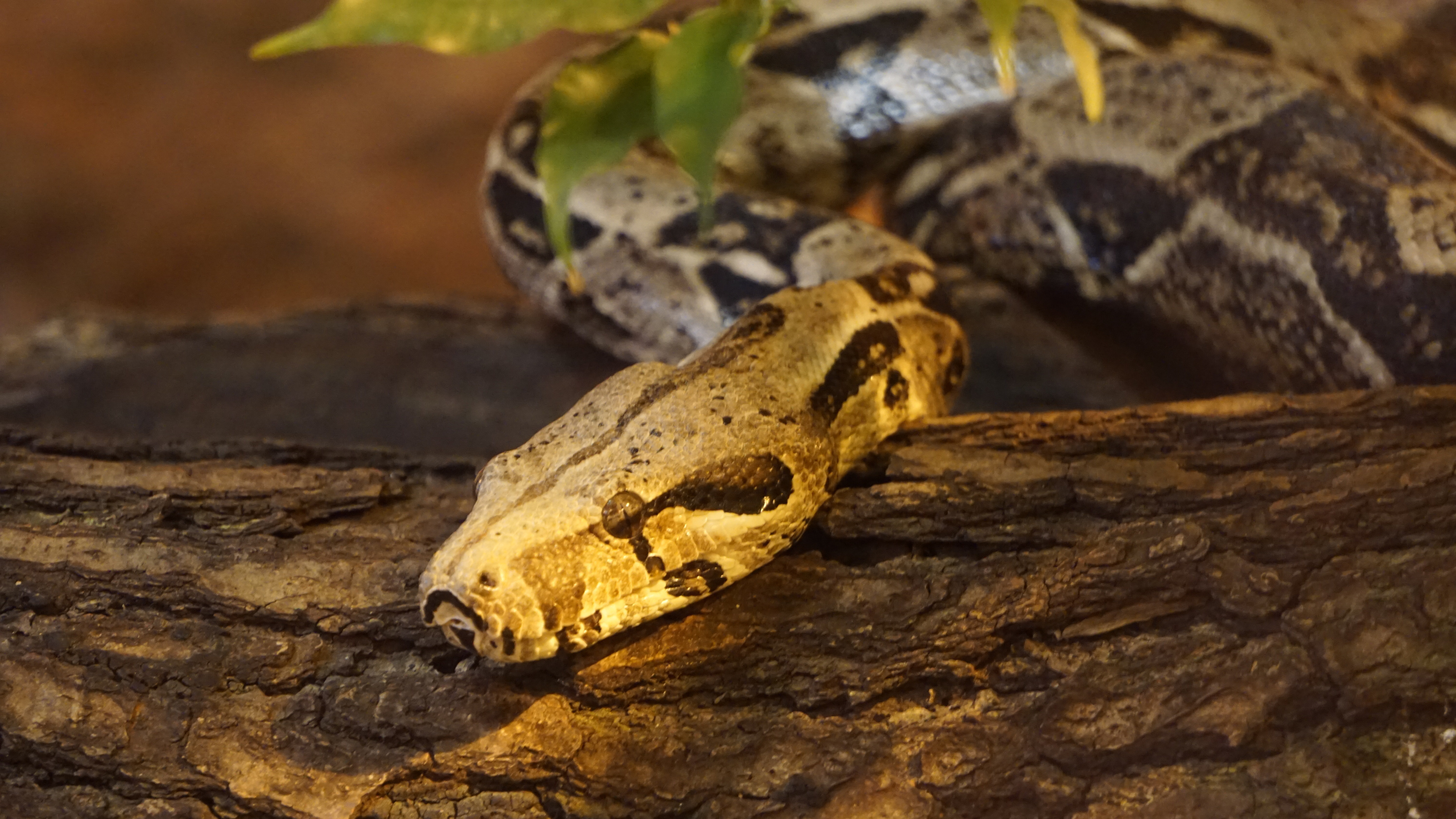 What You Need to Know About Reptile Enrichment