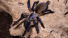 Socotra Island Blue Baboon Tarantula Caresheet and Bioactive Habitat Maintenance