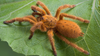When Are You Ready to Keep Old World Tarantulas?
