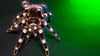 Brazilian White Knee Tarantula Caresheet and Bioactive Habitat Maintenance