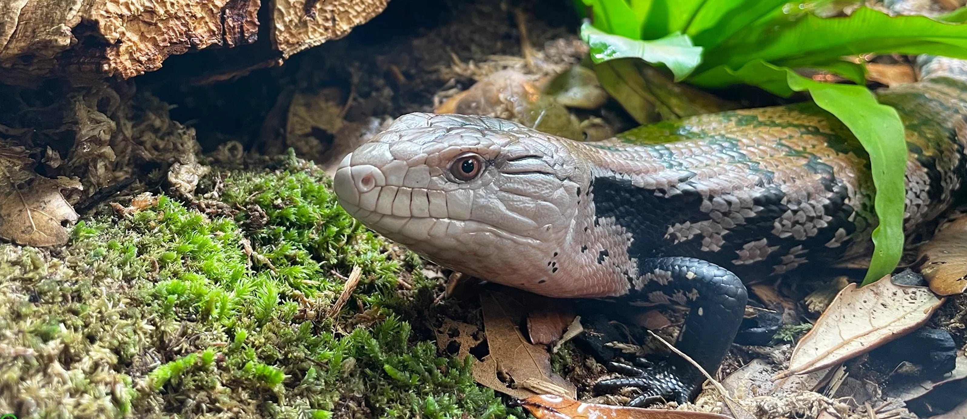Plants for lizards, tropical and desert
