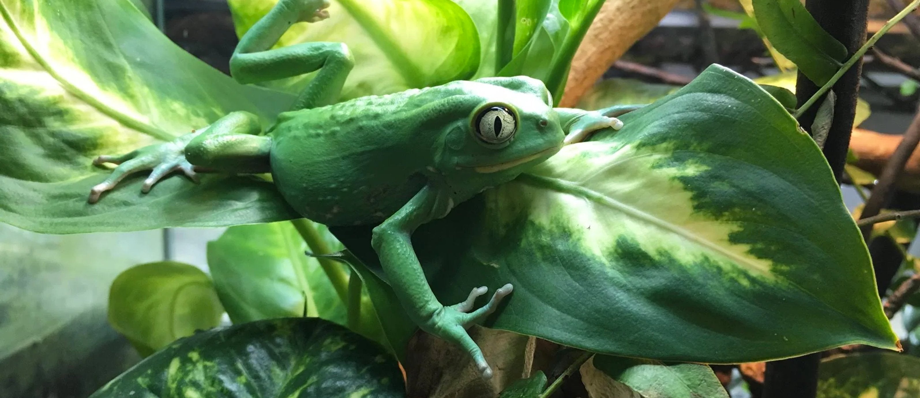 Plants for frogs and salamanders, tropical and desert
