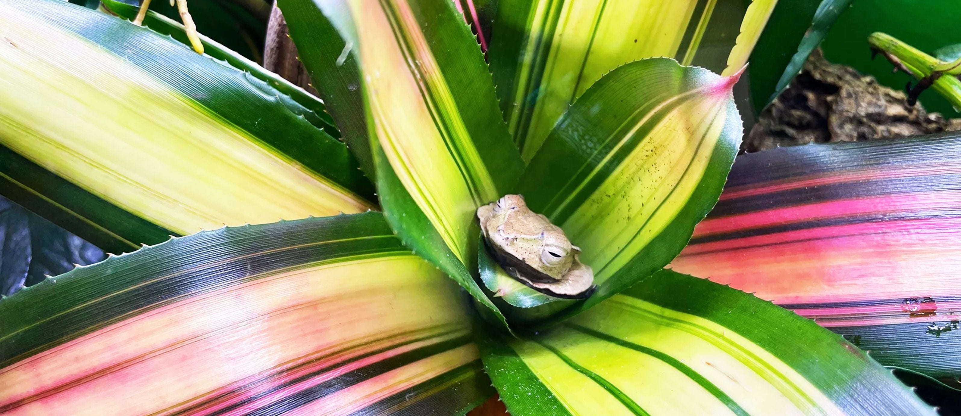 Terrarium Air Plants & Bromeliads