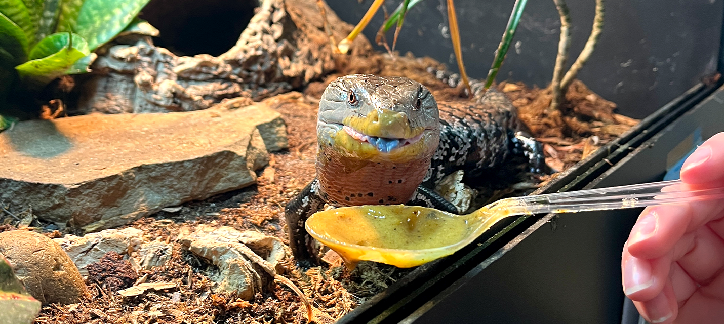 Reptile Vitamins & Supplements