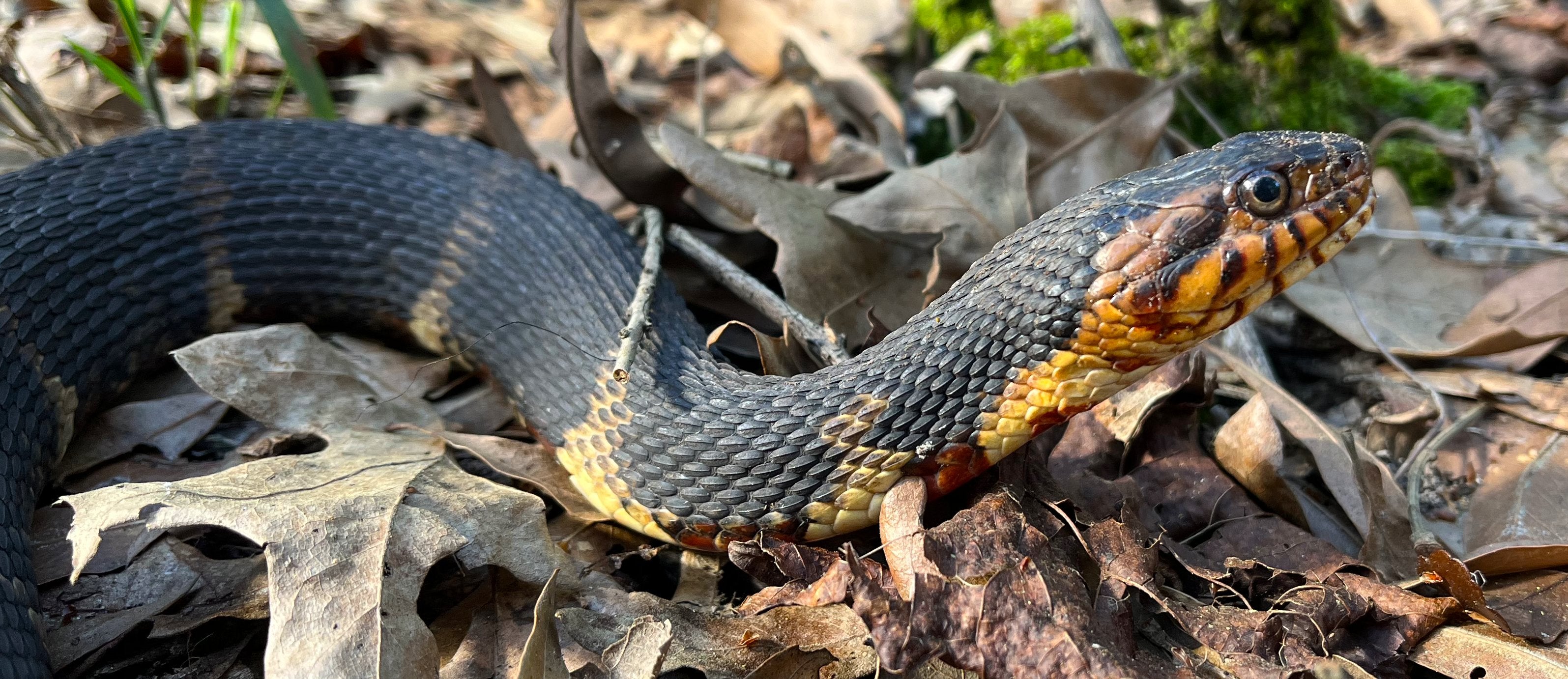 Biodegradable Moss, Bark, and Leaf Litter for Reptiles