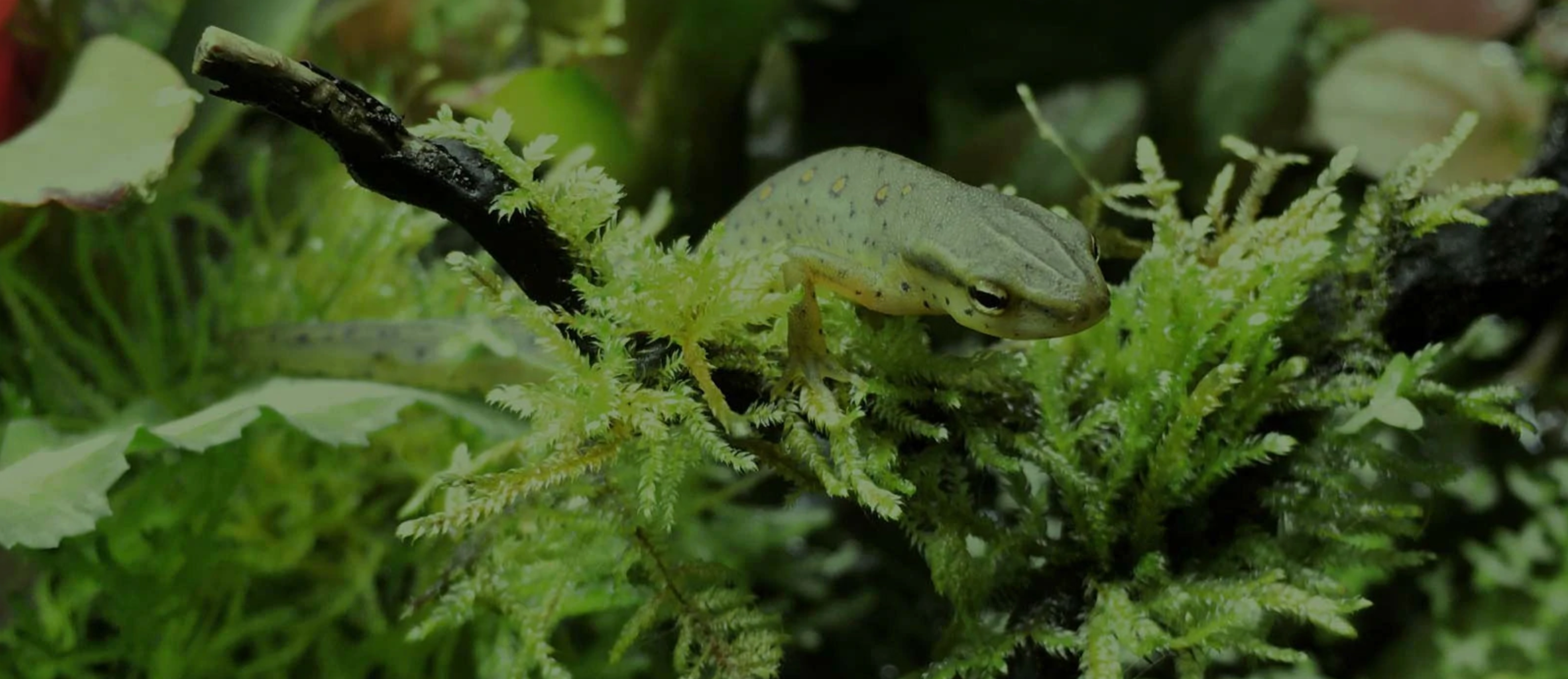 Live Terrarium Mosses