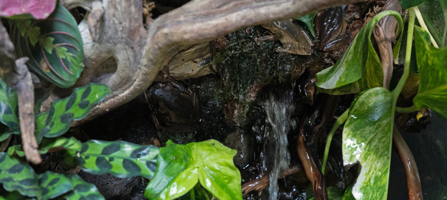 Terrarium Waterfall Kits & Supplies