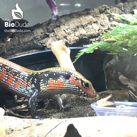 Reptile Water and feeding Dishes